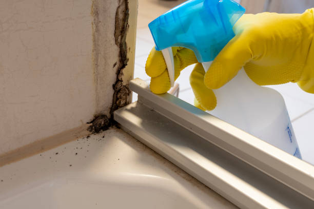 Office Mold Removal Services in Avon Lake, OH